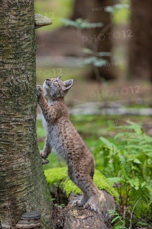 One young (10 weeks old) male Eurasian lynx, (Lynx lynx), standing erected with his front paws on the tree
