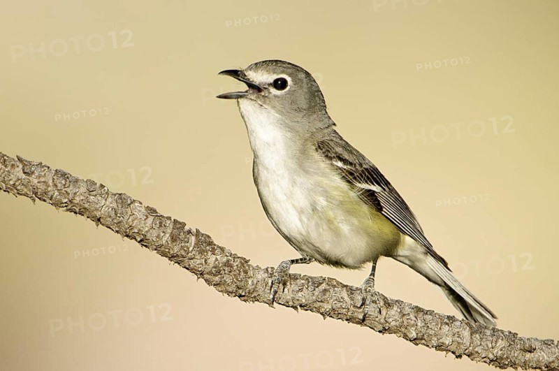 Plumbeous Vireo (Vireo plumbeus) singing, Arizona, USA