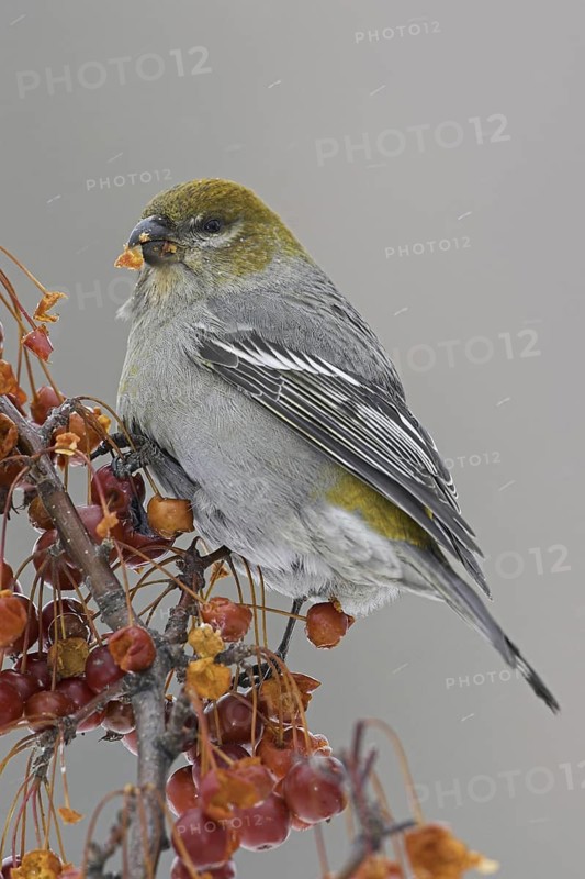 Pine Grosbeak (Pinicola enucleator) female, Ontario, Canada