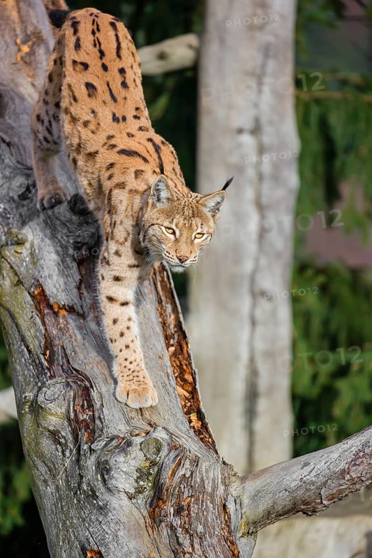 A Eurasian lynx (Lynx lynx) runs down a dead tree lying at an angle