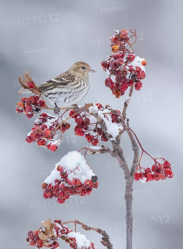 Pine Siskin (Spinus pinus) perched on a branch, Alaska, USA