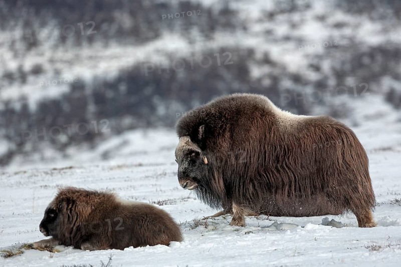 After a long pause, the musk ox cow (Ovibos moschatus) comes up onto her haunches and stretches, after which she gazes searchingly at the calf resting a few metres away, winter, snow, cold, Tundra landscape, October, Norway