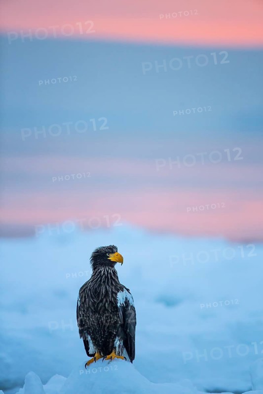 Steller's Sea Eagle (Haliaeetus pelagicus) on snow, Hokkaido, Japan