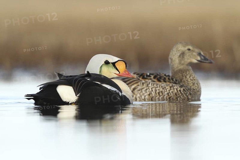 King Eider (Somateria spectabilis) pair, Alaska, USA