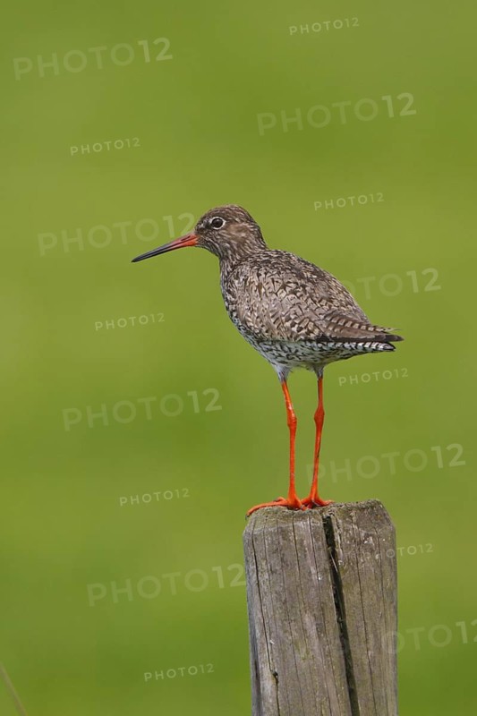 Common Redshank (Tringa totanus), Netherlands