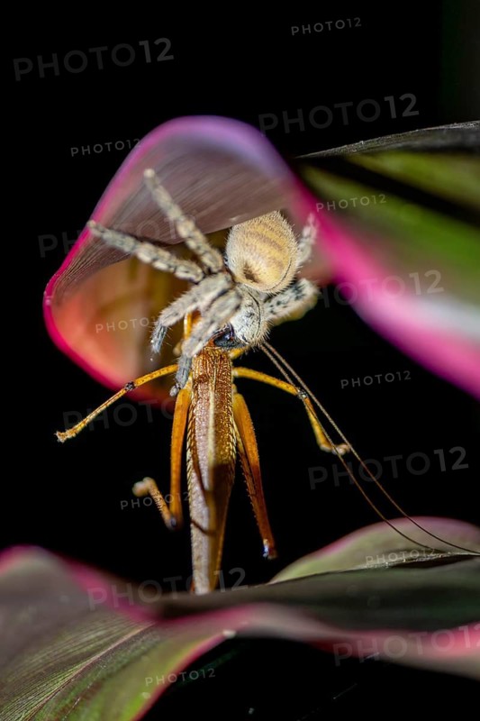 Hairy spider eats large grasshopper, at night, Puntarenas province, Costa Rica