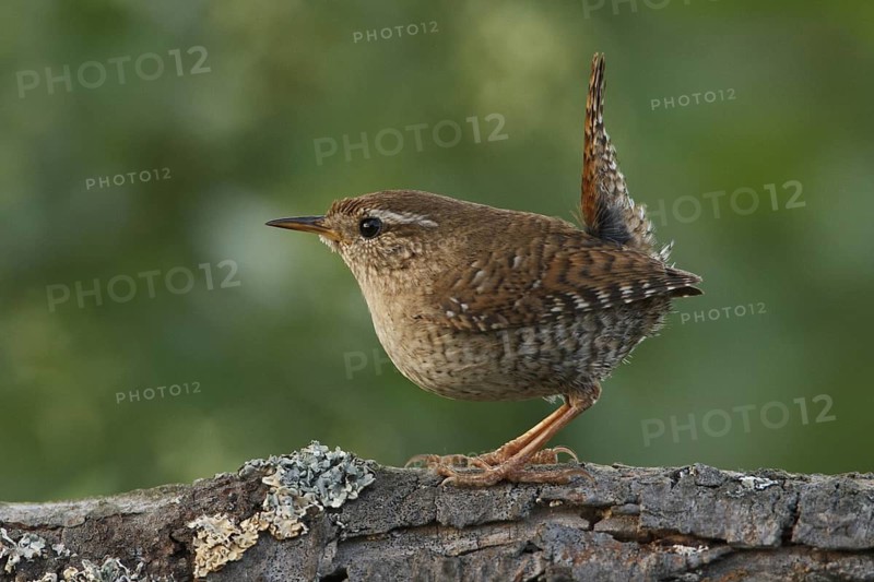 Eurasian Wren (Troglodytes troglodytes), Rhineland-Palatinate, Germany