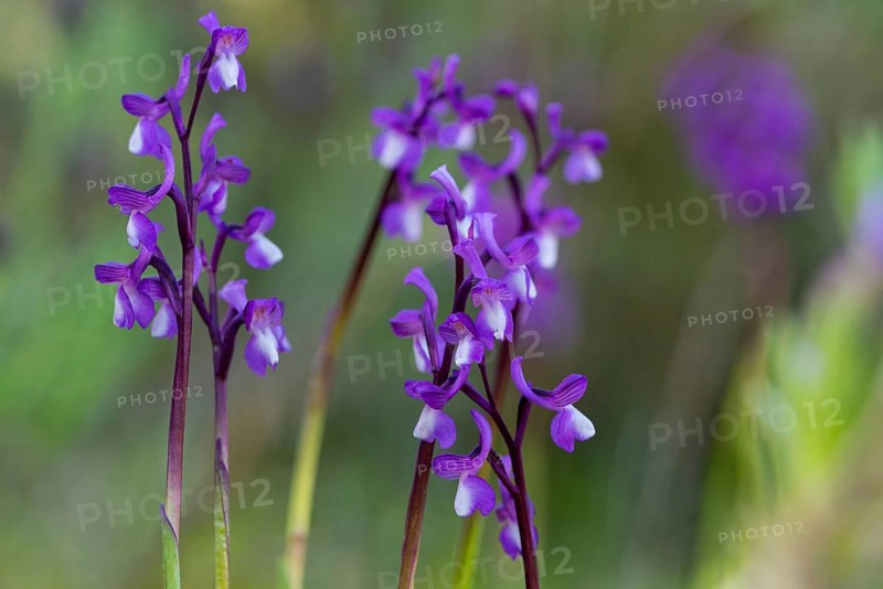 Purple Anacamptis champagneuxii orchids bloom delicately in their natural setting, showcasing slender stems and vibrant petals