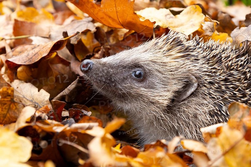 European hedgehog (Erinaceus europaeus) adult animal emerging from a pile of fallen autumn leaves during hibernation in a garden, England, United Kingdom