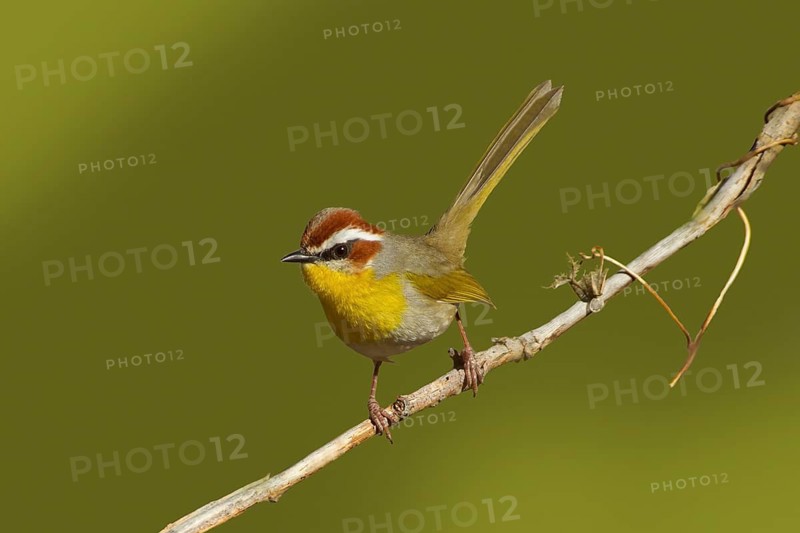 Rufous-capped Warbler Basileuterus rufifrons Santa Rita Mountains, Pima County, Arizona, United States 30 December Adult Parulidae