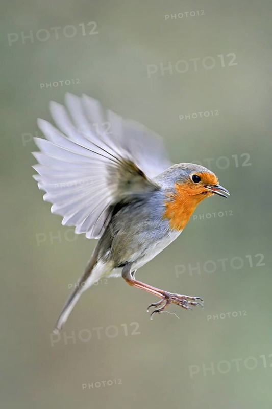 European robin (Erithacus rubecula) in flight, Meienberg, Canton Aargau, Switzerland