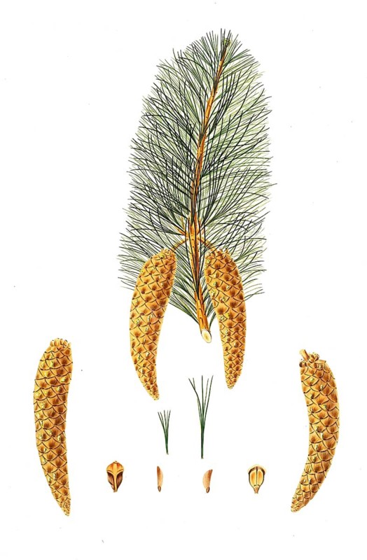 Western white pine, Pinus monticola, Western white pine, tree, digitally enhanced reproduction of an original by Aylmer Bourke Lambert (1761 - 1842), English botanist, published around 1810