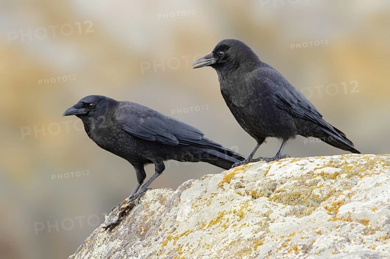 Northwestern Crow (Corvus caurinus), British Columbia, Canada