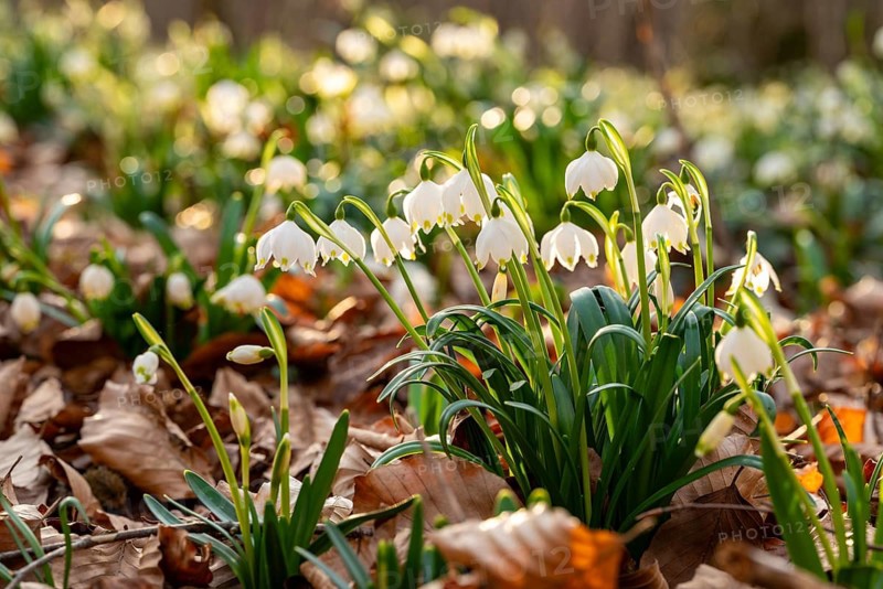 Close-up of spring knotweed (Leucojum vernum) in the forest, also known as marzenbecher, in picturesque evening light at flowering time in spring, Schweineberg nature reserve, Hameln, Lower Saxony, Germany