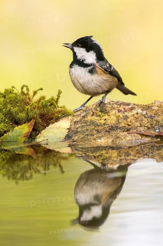 Coal Tit (Periparus ater) at a waterhole, Madrid, Spain