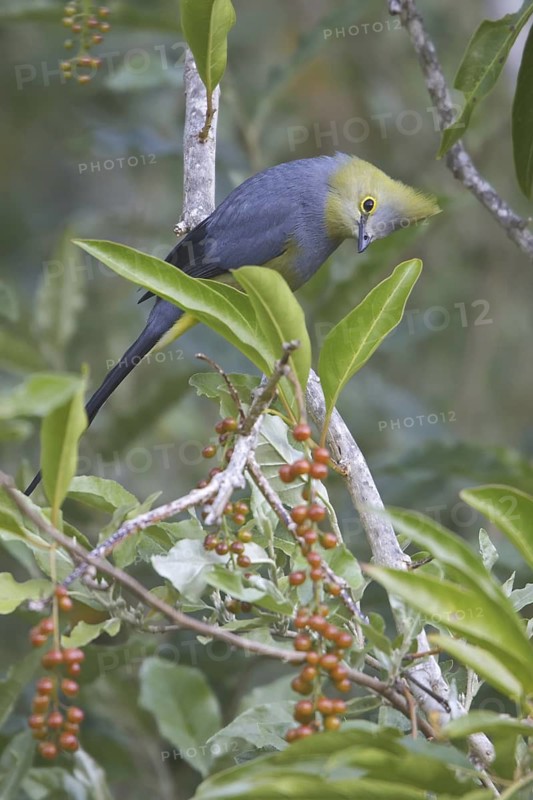 Long-tailed Silky-flycatcher (Ptiliogonys caudatus), Costa Rica