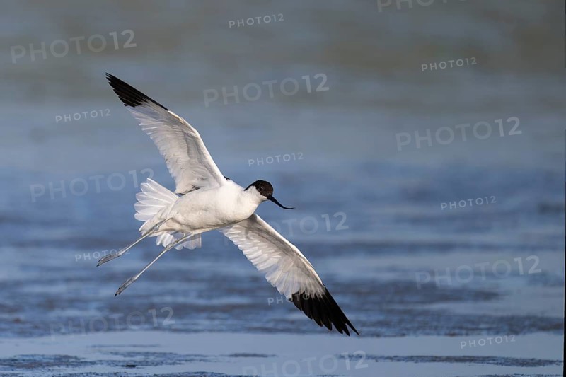 Avocet (Recurvirostra avosetta), Texel, Netherlands