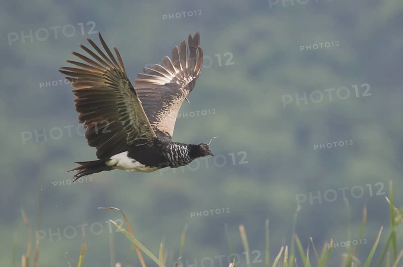 Horned Screamer (Anhima cornuta) flying, Guayas, Ecuador