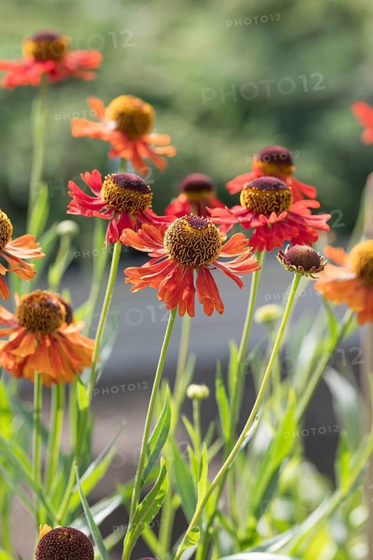 Sunflower (Helenium 'Moerheim Beauty'), BS Sämann, Germany