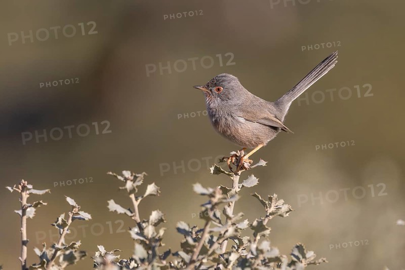Provence warbler (Sylvia undata), Province of Valencia, Spain