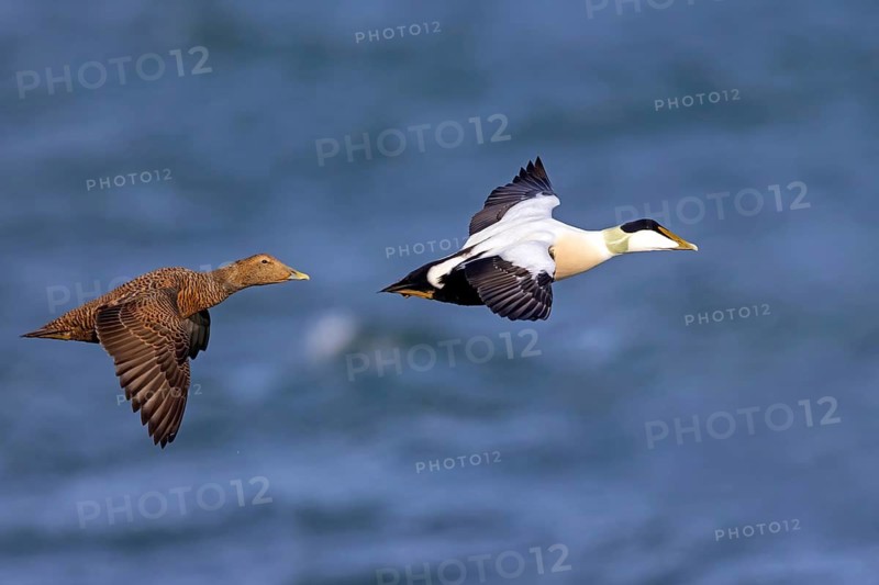 Common eider (Somateria mollissima), ducks, drake and female, pair, flight photo, side view, Longyearbyen, Svalbard Spitsbergen, Norway