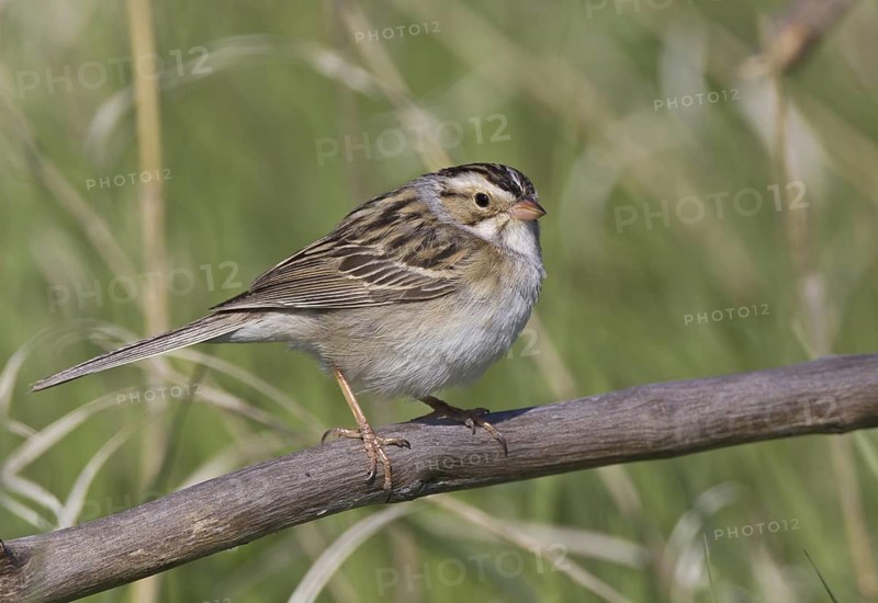 Clay-colored Sparrow (Spizella pallida), North Dakota, USA