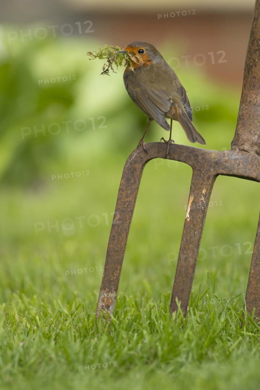 European robin (Erithacus rubecula) adult bird on a garden fork with nesting material in its beak in spring, England, United Kingdom