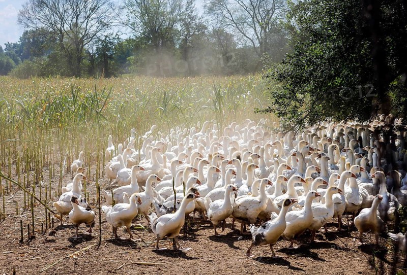 Wittichenau, Oberlausitz, Saxony, Germany - Geese in the maize field, animals on the family-run Domanja farm and vegetable farm are kept in a species-appropriate manner with generous space above organic standards and fed with their own farm-produced feed