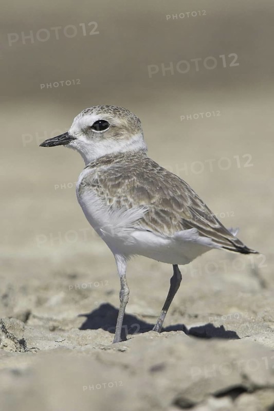 Snowy Plover (Charadrius nivosus), Oregon, USA