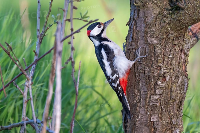 Great spotted woodpecker (Dendrocopos major) on the trunk of a cherry tree in front of a lush green meadow, Baden-Württemberg, Germany
