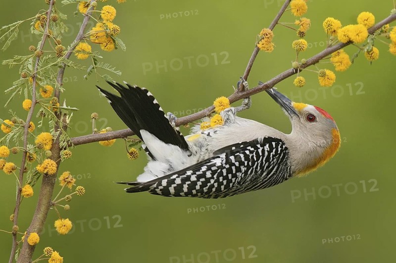 Golden-fronted Woodpecker (Melanerpes aurifrons), Texas, USA