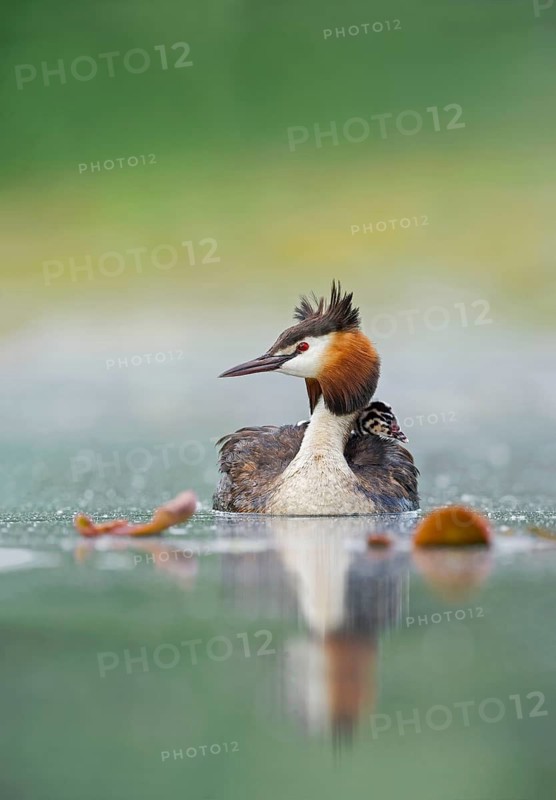 Great Crested Grebe (Podiceps cristatus) with chick, Piedmont, Italy