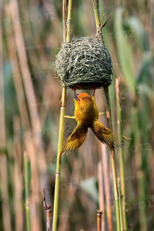 Eastern golden weaver (Ploceus subaureus), adult, male, at the nest, mating, Saint Lucia Estuary, Isimangaliso Wetland Park, Kwazulu Natal, South Africa