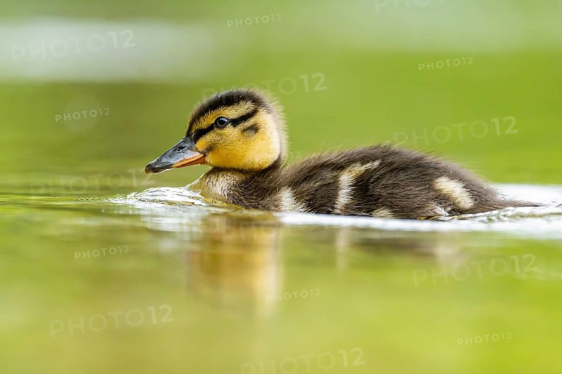 Wild duck (Anas platyrhynchos) chick swimming on a lake, Bavaria, Germany