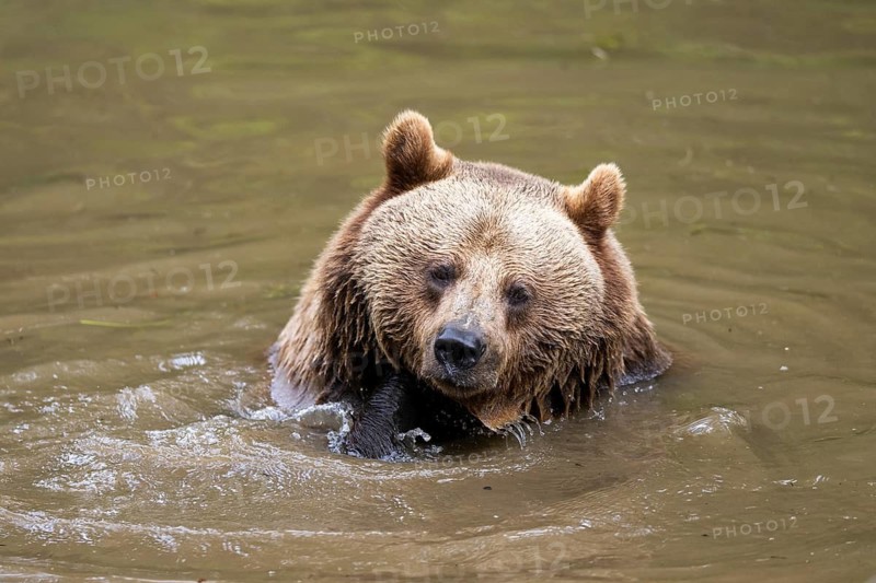 Eurasian brown bear (Ursus arctos arctos) in a little lake, Bavarian Forest, Bavaria, Germany