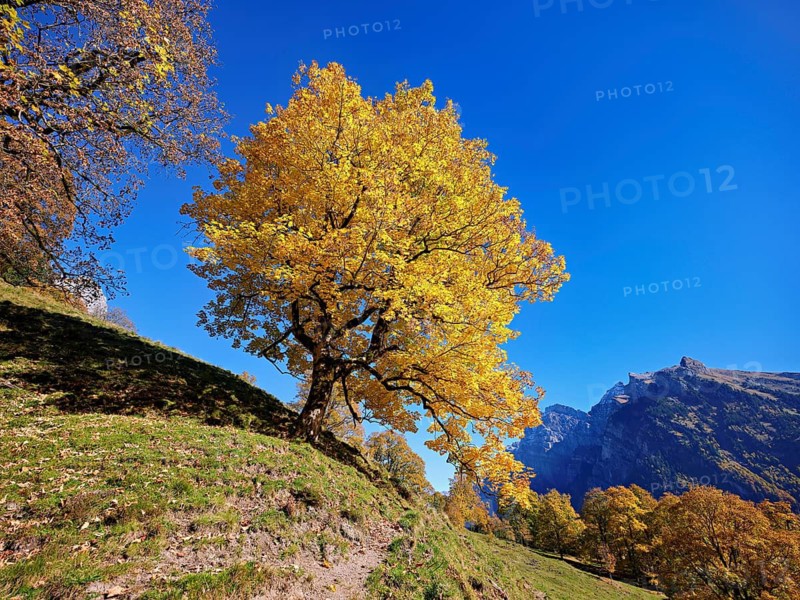 Old sycamore maple (Acer pseudo plantanus), in autumnal discolouration, Canton Glarus, Switzerland