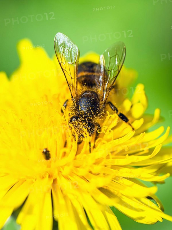 European Honey Bee, Apis mellifera, bee on yellow flowers of Common Sowthistle, Sonchus arvensis
