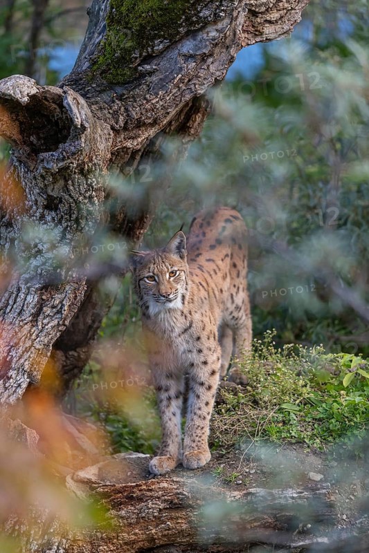 One Eurasian lynx, (Lynx lynx), standing on the forest floor in at a dead tree, hidden behind out of focus leafs