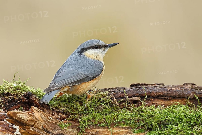 Nuthatch (Sitta europaea), sitting on a tree root covered with moss, Wilnsdorf, North Rhine-Westphalia, Germany