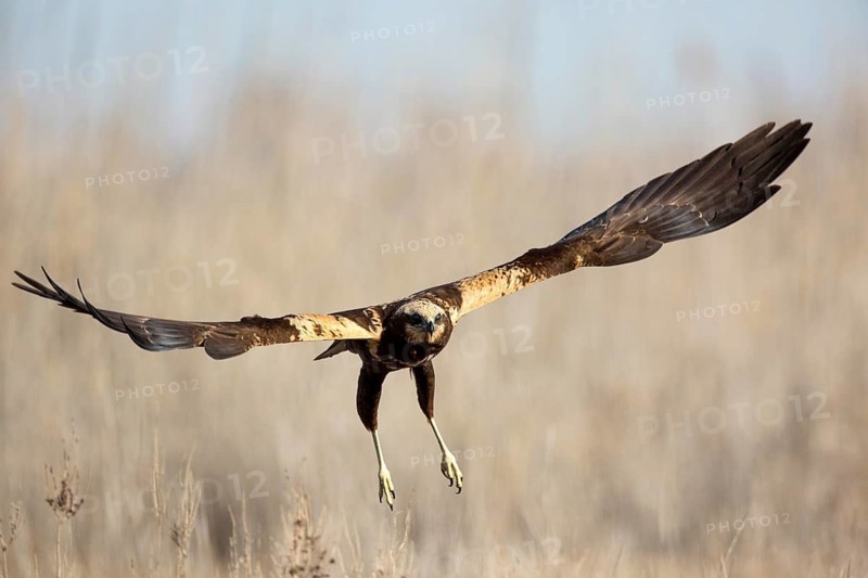 Western Marsh Harrier (Circus aeruginosus) female flying, Castile-La Mancha, Spain