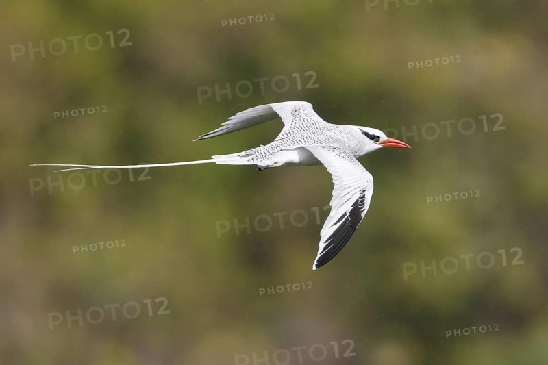 Red-billed Tropicbird (Phaethon aethereus) flying, Trinidad and Tobago