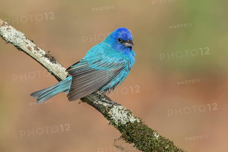 Indigo Bunting (Passerina cyanea) male perched on a branch, Texas, USA