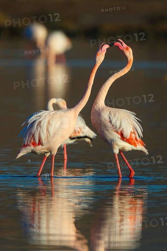 Greater Flamingo (Phoenicopterus roseus), Greece