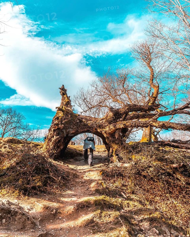 A young woman crouching through a tunnel of a tree on the path of Mount Adarra in Guipuzcoa. Basque Country