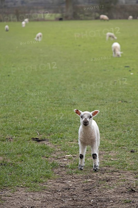 Lamb looking at camera, sheep willow, Moreton-in-Marsh, Cotswolds, England, United Kingdom