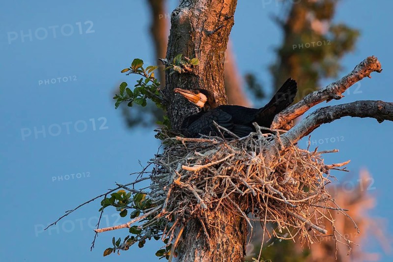 Great Cormorant (Phalacrocorax carbo) on nest, Mecklenburg-Western Pomerania, Germany