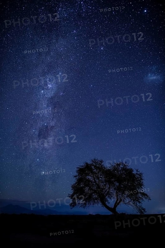A rare tree in the Atacama Desert of Chile at night wth the Milky Way