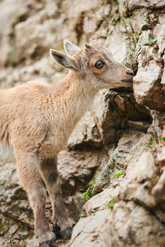 Alpine ibex (Capra ibex) youngster, standing on a rock, wildlife Park Aurach near Kitzbuehl, Austria