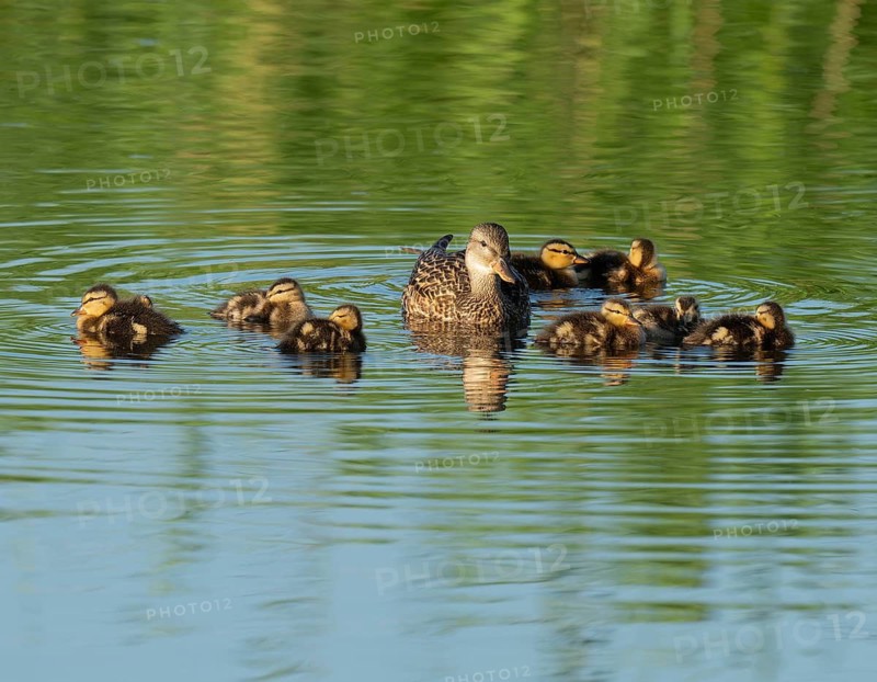 Mallard (Anas platyrhynchos) female and young birds swimming on a lake, blue water, Lower Saxony, Germany