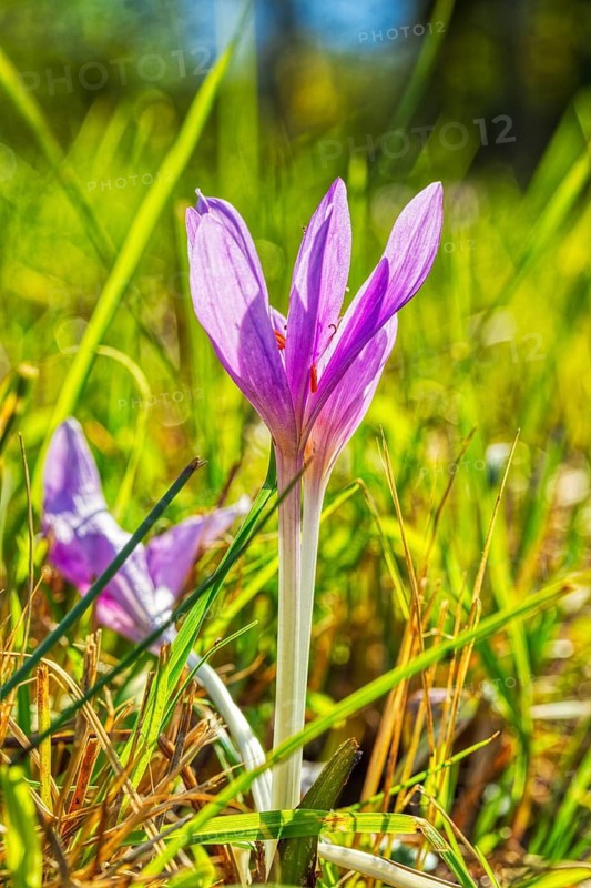 A purple crocus blooming in a green meadow in spring, autumn crocus (Crocus speciosus)